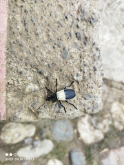 Chauliognathus tripartitus