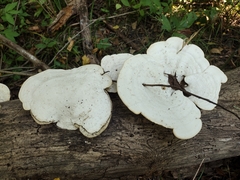Trametes aesculi