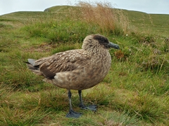 Stercorarius skua
