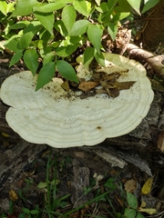 Trametes aesculi