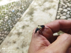 Chauliognathus tripartitus