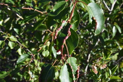 Thecabius populimonilis