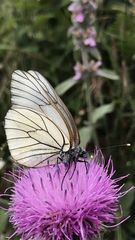 Aporia crataegi