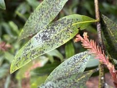 Capnodiaceae
