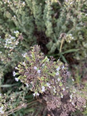 Origanum
