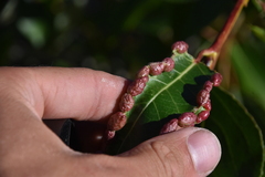Thecabius populimonilis