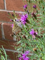 Atalopedes campestris