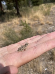 Phrynosoma douglasii