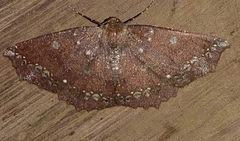 Synnomos firmamentaria