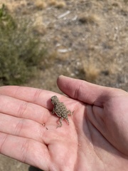 Phrynosoma douglasii