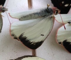 Colias palaeno