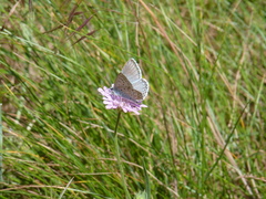 Polyommatus hispana