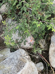 Calliandra eriophylla