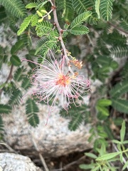 Calliandra eriophylla