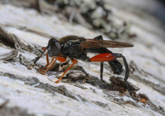 Chalcosyrphus valgus