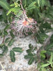 Calliandra eriophylla