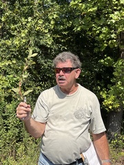 Ulmus alata