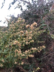 Baccharis pilularis consanguinea