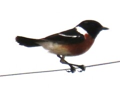 Saxicola torquatus