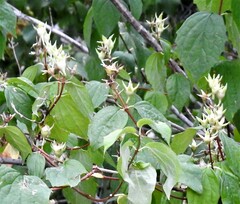 Philadelphus coronarius