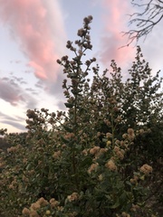 Baccharis pilularis consanguinea