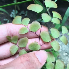 Adiantum tenerum