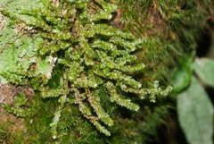 Cladomnion ericoides