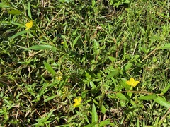 Ludwigia alternifolia