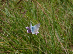 Polyommatus hispana