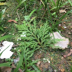 Selaginella repanda