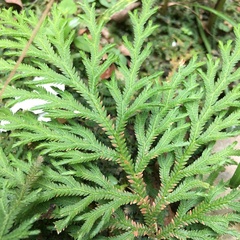 Selaginella repanda