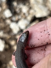 Xantusia vigilis