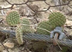 Opuntia polyacantha polyacantha