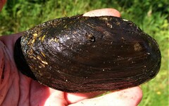 Unionidae