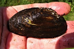 Unionidae