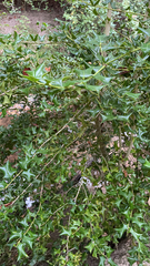 Ilex cornuta