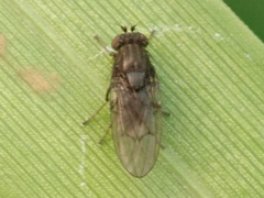 Limosininae
