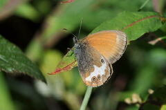 Coenonympha arcania