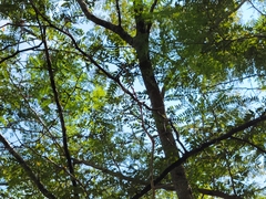 Gleditsia