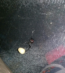 Latrodectus variolus