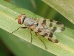 Melieria crassipennis