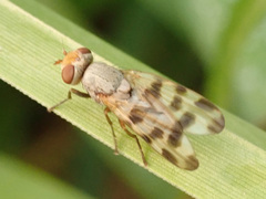 Melieria crassipennis