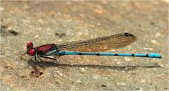 Argia cupraurea