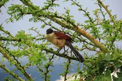 Centropus superciliosus burchellii