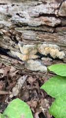 Radulomyces copelandii