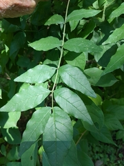 Zanthoxylum americanum