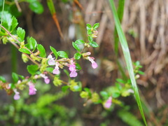 Teucrium lucidum