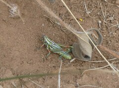 Hesperotettix viridis