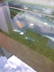 Cyprinus rubrofuscus