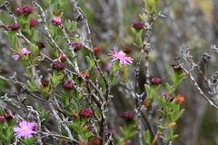 Ruschia uitenhagensis